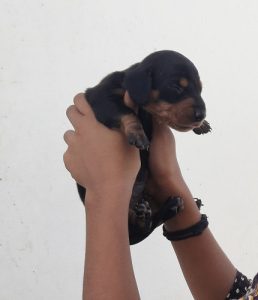 Dash puppies avaible 4 sale male and female