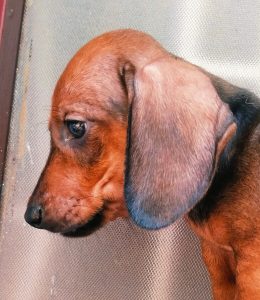 Dash puppies available call 6282260887