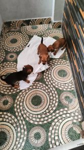 Dashhound puppies for sale