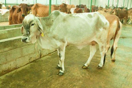 Desi cows for sale