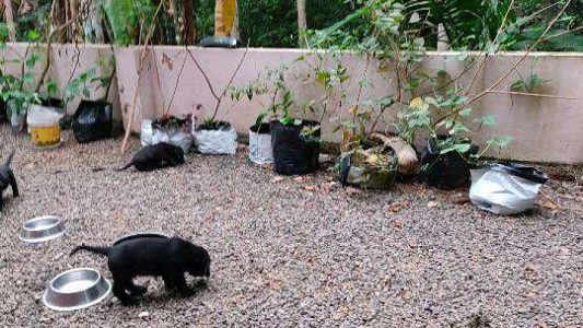 Doberdor mum and Labrador dad puppies for sale. Puppies are 