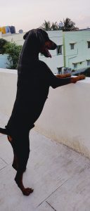 Doberman for sale available