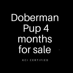 Doberman pup for sale - 4 months 