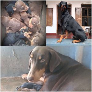 Doberman puppies for sale