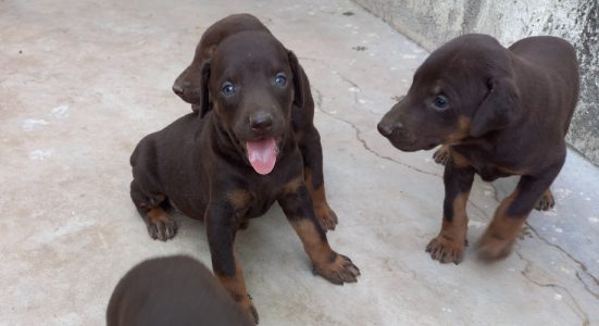 Doberman puppies