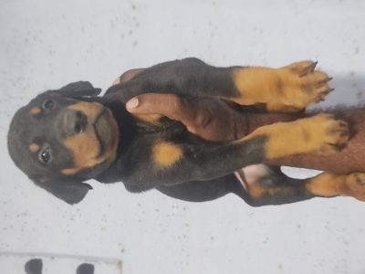 Doberman puppies