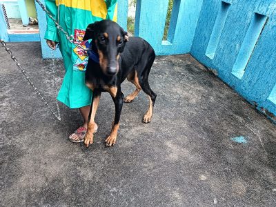 Doberman puppy female