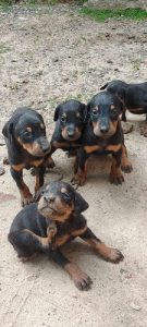 Doberman pups available