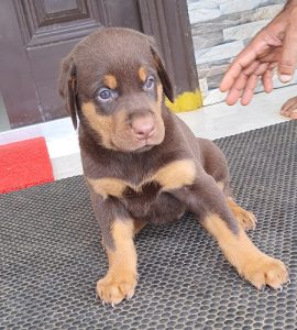 Doberman pups available