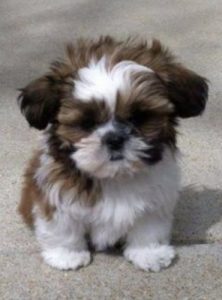 Sale dog Bread Shih tzu