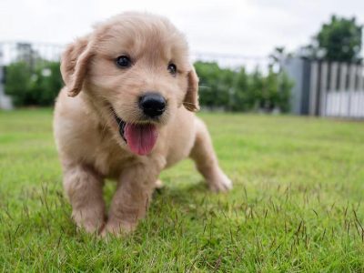 Dog breeders in Bangalore