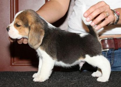 Dog breeds and prices in India