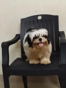Dog for sale