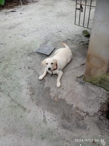 Dog (Lab) for sale