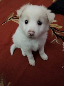 Dog Pomeranian female