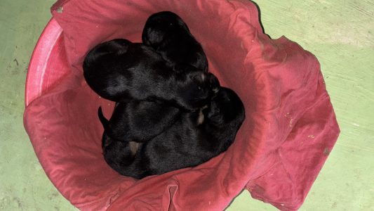 Dog puppies