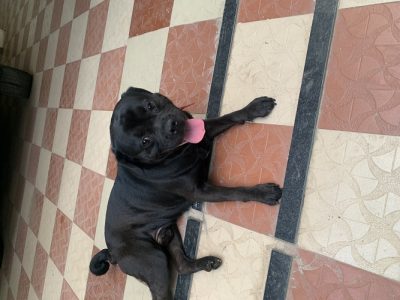 Dog Rottweiler Pug mix breed for adoption