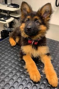 Dog shop contact number 6026079113