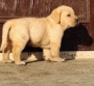 Dog shop home delivery