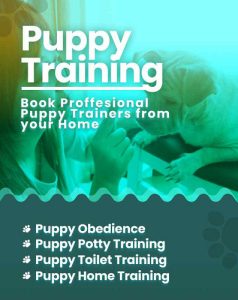 Dog trainers Chennai