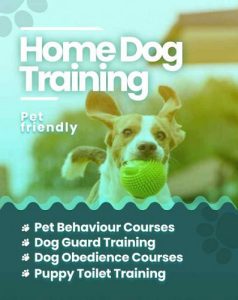 Dog trainers Delhi