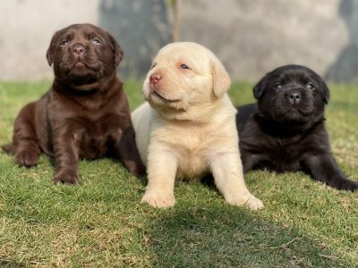 Dogs and Puppies for sale
