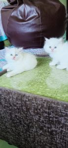 Doll face Persian kittens available