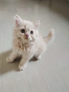 Doll Face Persian cat MALE & FEMALE for sale in Chennai