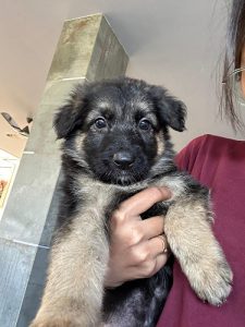 Double Coat German Shepherd Dogs