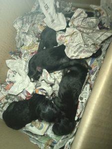 Double coat German shepherd dog