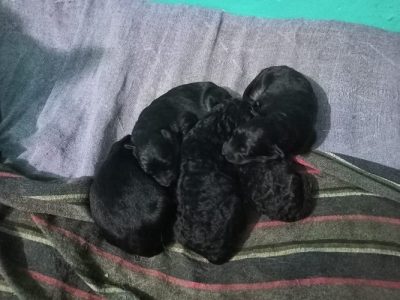 Double cote german shepherd puppy available for sale