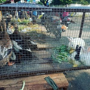 Duck and Rabbit Meats