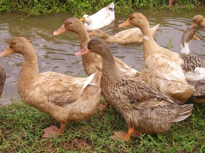 Ducks for sale- chara and chemballi ducks
