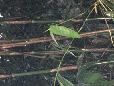 Eata stick for rubber sheet pukapura 