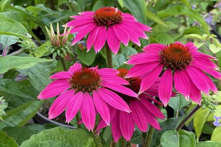 Echinacea purpurea seeds