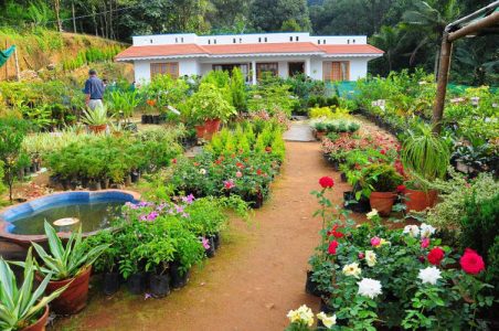 Edan Nursery , fruit Plant Nursery..