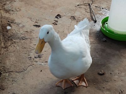 Egg Laying Pair Ducks for sale. 2 pair 