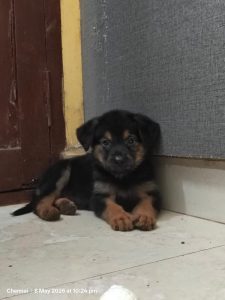 Elite German Shepherd Puppies | Heavy Bone | First Litter | Home-Raised