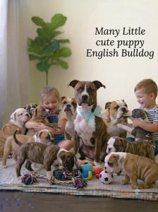 English Bulldog and Cute Puppy 8800539300