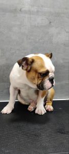 English Bulldog Name Alex
