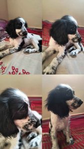 English cocker spani