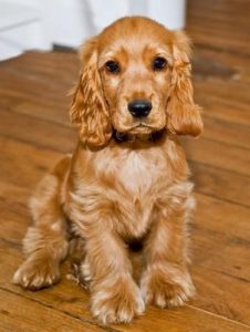 English cocker spaniel puppies 