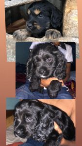 English cocker spaniel Puppies for sale