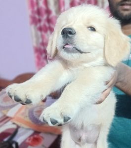 English Cream Golden retriever