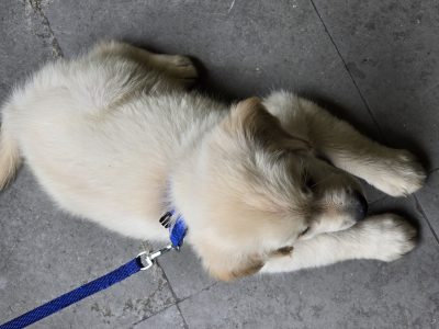 English Golden retriever