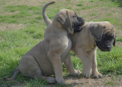 ENGLISH MASTIFF Puppies For Sale..7300930479