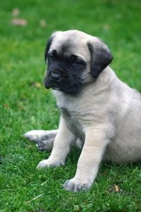 English Mastiff Puppy 8800539300