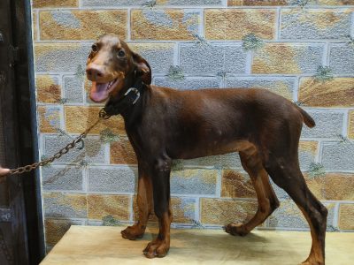 European doberman