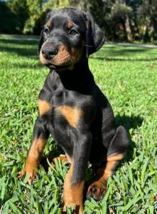 European doberman puppies 🐶 🐶🐶