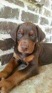 European Doberman puppies available price male 15 female 13k vaccination done
